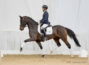 Hannoveraan, Merrie, 5 Jaar, 160 cm, Donkerbruin