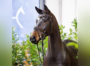 Hannoveraan, Merrie, 5 Jaar, 160 cm, Donkerbruin