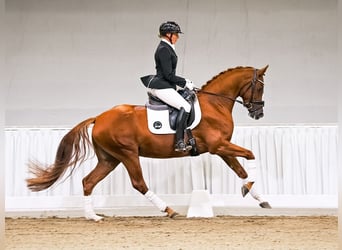 Hannoveraan, Merrie, 5 Jaar, 160 cm, Donkere-vos