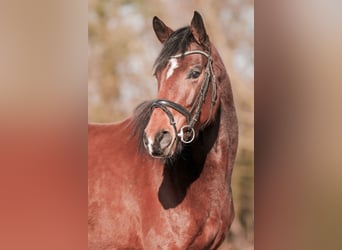 Hannoveraan, Merrie, 5 Jaar, 161 cm, Bruin