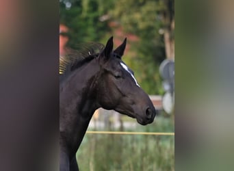 Hannoveraan, Merrie, 5 Jaar, 161 cm, Zwartbruin