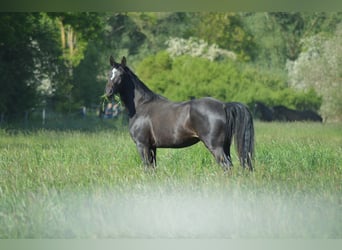 Hannoveraan, Merrie, 5 Jaar, 161 cm, Zwartbruin