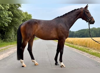 Hannoveraan, Merrie, 5 Jaar, 162 cm, Donkerbruin