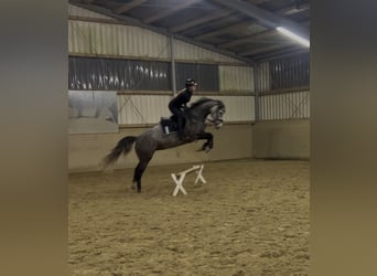 Hannoveraan, Merrie, 5 Jaar, 162 cm, Schimmel