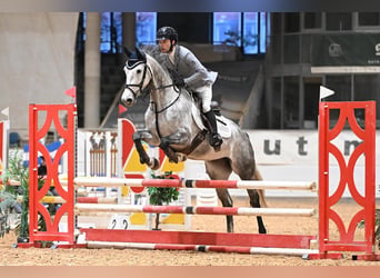 Hannoveraan, Merrie, 5 Jaar, 162 cm, Schimmel