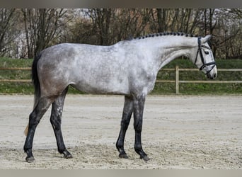 Hannoveraan, Merrie, 5 Jaar, 162 cm, Schimmel