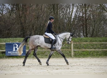 Hannoveraan, Merrie, 5 Jaar, 162 cm, Schimmel