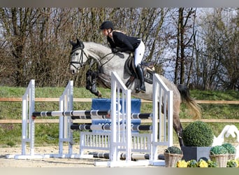 Hannoveraan, Merrie, 5 Jaar, 162 cm, Schimmel