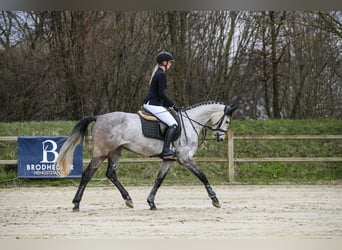 Hannoveraan, Merrie, 5 Jaar, 162 cm, Schimmel