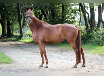 Hannoveraan, Merrie, 5 Jaar, 162 cm, Vos