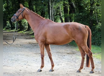 Hannoveraan, Merrie, 5 Jaar, 162 cm, Vos