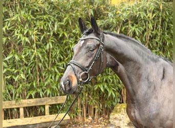 Hannoveraan, Merrie, 5 Jaar, 163 cm, Bruin