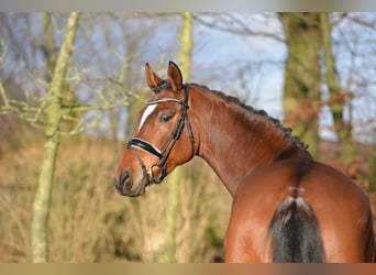 Hannoveraan, Merrie, 5 Jaar, 163 cm, Bruin