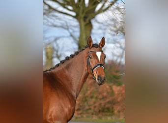 Hannoveraan, Merrie, 5 Jaar, 163 cm, Bruin