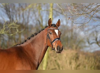 Hannoveraan, Merrie, 5 Jaar, 163 cm, Bruin