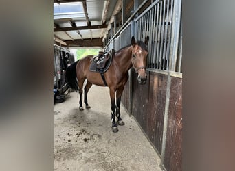 Hannoveraan, Merrie, 5 Jaar, 163 cm, Bruin