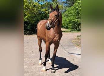 Hannoveraan, Merrie, 5 Jaar, 163 cm, Bruin