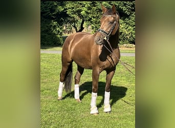 Hannoveraan, Merrie, 5 Jaar, 163 cm, Donkere-vos