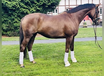 Hannoveraan, Merrie, 5 Jaar, 163 cm, Donkere-vos