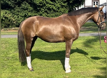 Hannoveraan, Merrie, 5 Jaar, 163 cm, Donkere-vos