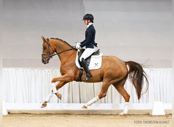Hannoveraan, Merrie, 5 Jaar, 163 cm, Donkere-vos