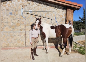 Hannoveraan, Merrie, 5 Jaar, 163 cm, Gevlekt-paard