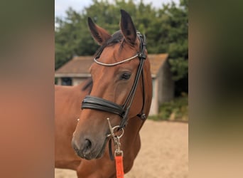 Hannoveraan, Merrie, 5 Jaar, 163 cm, Roodbruin