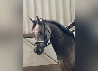 Hannoveraan, Merrie, 5 Jaar, 163 cm, Schimmel