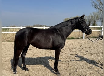 Hannoveraan, Merrie, 5 Jaar, 163 cm, Zwart