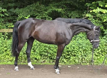 Hannoveraan, Merrie, 5 Jaar, 163 cm, Zwart