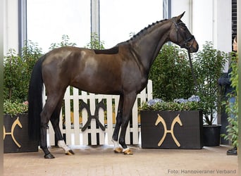 Hannoveraan, Merrie, 5 Jaar, 164 cm, Bruin