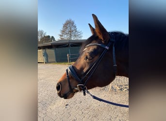 Hannoveraan, Merrie, 5 Jaar, 164 cm, Bruin