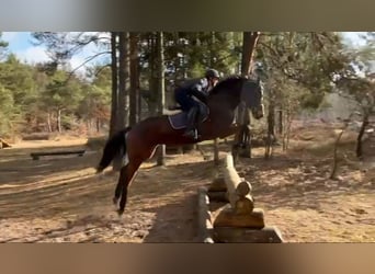 Hannoveraan, Merrie, 5 Jaar, 164 cm, Bruin