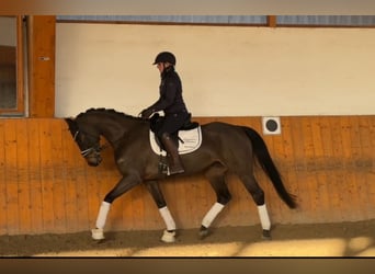 Hannoveraan, Merrie, 5 Jaar, 164 cm, Donkerbruin