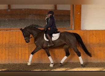 Hannoveraan, Merrie, 5 Jaar, 164 cm, Donkerbruin