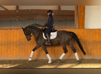 Hannoveraan, Merrie, 5 Jaar, 164 cm, Donkerbruin