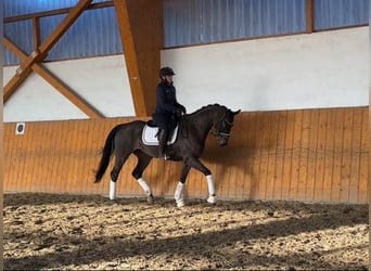 Hannoveraan, Merrie, 5 Jaar, 164 cm, Donkerbruin