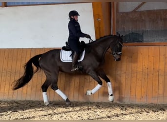 Hannoveraan, Merrie, 5 Jaar, 164 cm, Donkerbruin