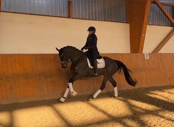 Hannoveraan, Merrie, 5 Jaar, 164 cm, Donkerbruin