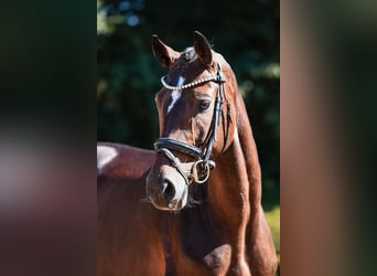 Hannoveraan, Merrie, 5 Jaar, 164 cm, Donkerbruin