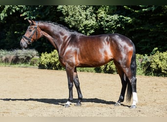 Hannoveraan, Merrie, 5 Jaar, 164 cm, Donkerbruin