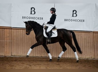 Hannoveraan, Merrie, 5 Jaar, 164 cm, Donkerbruin