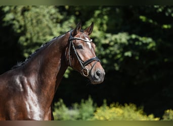Hannoveraan, Merrie, 5 Jaar, 164 cm, Donkerbruin