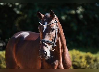 Hannoveraan, Merrie, 5 Jaar, 164 cm, Donkerbruin