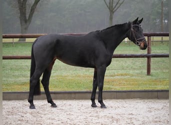 Hannoveraan, Merrie, 5 Jaar, 164 cm, Donkerbruin