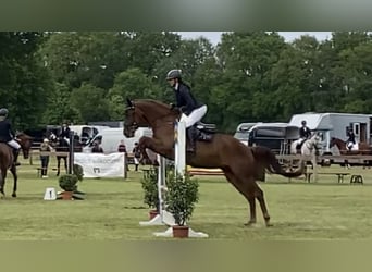 Hannoveraan, Merrie, 5 Jaar, 164 cm, Donkere-vos