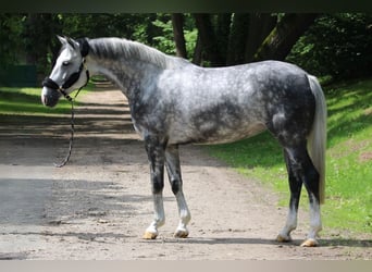 Hannoveraan, Merrie, 5 Jaar, 164 cm, Schimmel