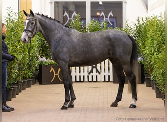 Hannoveraan, Merrie, 5 Jaar, 164 cm, Schimmel