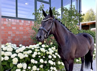 Hannoveraan, Merrie, 5 Jaar, 164 cm, Zwart