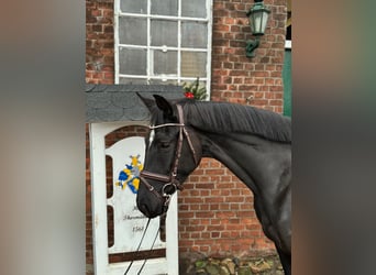 Hannoveraan, Merrie, 5 Jaar, 164 cm, Zwart
